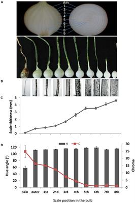 Cellular and Molecular Changes Associated with Onion Skin Formation Suggest Involvement of Programmed Cell Death